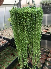String Of Pearls Plants Succulents