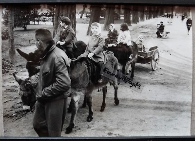 PRESSEFOTO 1964 PARIS Die Esel der Champs Elysées Rückkehr des Frühlings T167