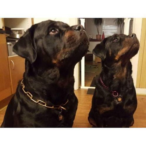 Dog name ID Tag Rottweiler, Engraved, Personalized, Handmade - Picture 8 of 11