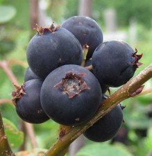 1 DORMANT Jennybelle serviceberry plant Amelanchier obovalis, edible . Zones 5-8