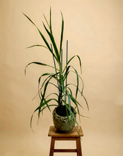 Dragon Blood Tree Dracaena Draco Samoa Live Plant in Pot