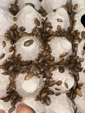 Dubia Roaches Small,Medium,Large Reptile Feeders Live Feeders Free Shipping