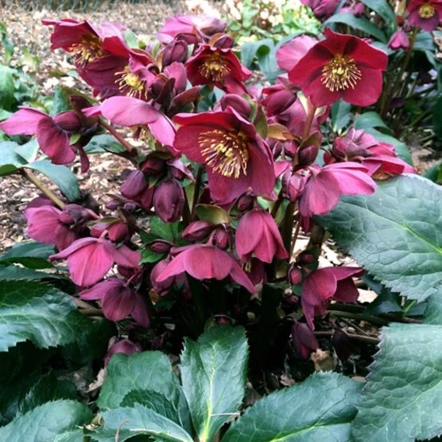 Hellebore Ice N Roses Red Snow Rose Quart
