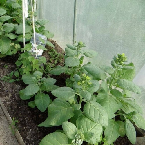 Tobacco Shtambur 300+ PCS fresh seeds, Nicotiana rustica, Tobacco seeds - Bild 6 von 6