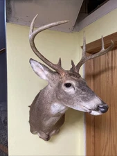 White Tail Deer Shoulder Mount