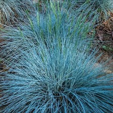 4x LARGE Blue Fescue ornamental grass plugs Hardy perennial plant now