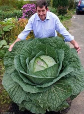 RARE * GIANT RUSSIAN CABBAGE* MEDICINAL * HEALING * MEDICINAL* 150 SEEDS VITAMIN