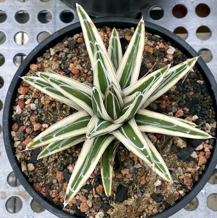 Agave White Rhino Large about 9cm rare Succulent plant
Opens in a new window or tab
