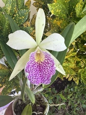 Rhynchobrassoleya Hsinying Anna Star Orchid plant Blooming Size 4” FRAGRANT