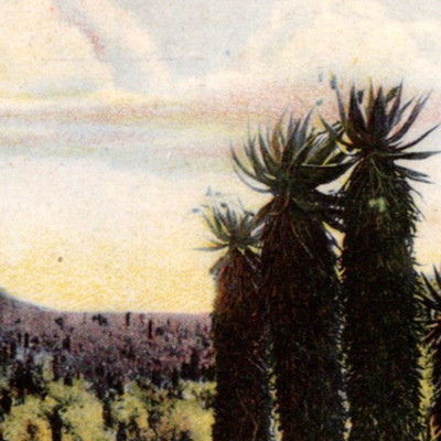 Antique UDB Postcard Quiver Trees Aloes Thorn Country South Africa c1900s