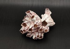 Purple Barnacle Cluster (1 cluster approx. 5-6+ inches) Medium Barnacle Fragment