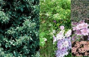 winterharte Garten Pflanzen Samen exotische Zierpflanze ganzjährig EFEU