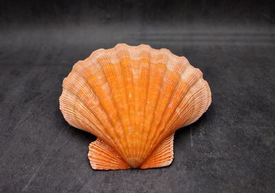 Orange Lion's Paw Scallop Seashell Pecten Subnodosus (1 shell approx. 6+ inches)