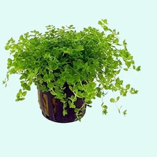 Pearl  Weed Hemianthus Micranthemoides BUY 2 GET 1 FREE Live Aquarium Plants