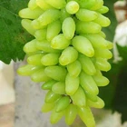 50 Green Finger Grape Seeds Vitis Vinifera Organic Fruit Seed Heirloom