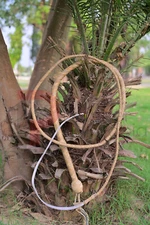 Genuin kangaroo hide Leather Whip Fully Handmade 8 Feet Long 16 Plaited Bullwhip