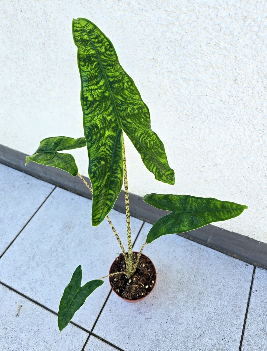 Alocasia Zebrina online kaufen | eBay.de