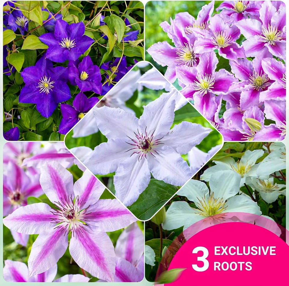 Clematis Winterhart Pflanzen - Tricolor - 3 stück - Rot, Blau und Weiß - Bild 2 von 4