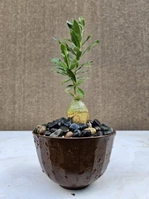 Fockea Capensis Bonsai Tree ,,, sale 