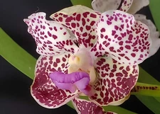 Papilionanda Paksorn Fragrance × Vanda Kultana Indian Incense Rare Fragrant