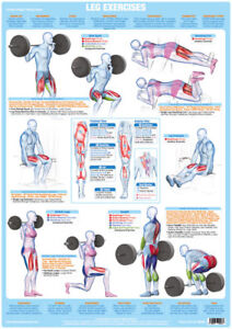 Gym Training Chart