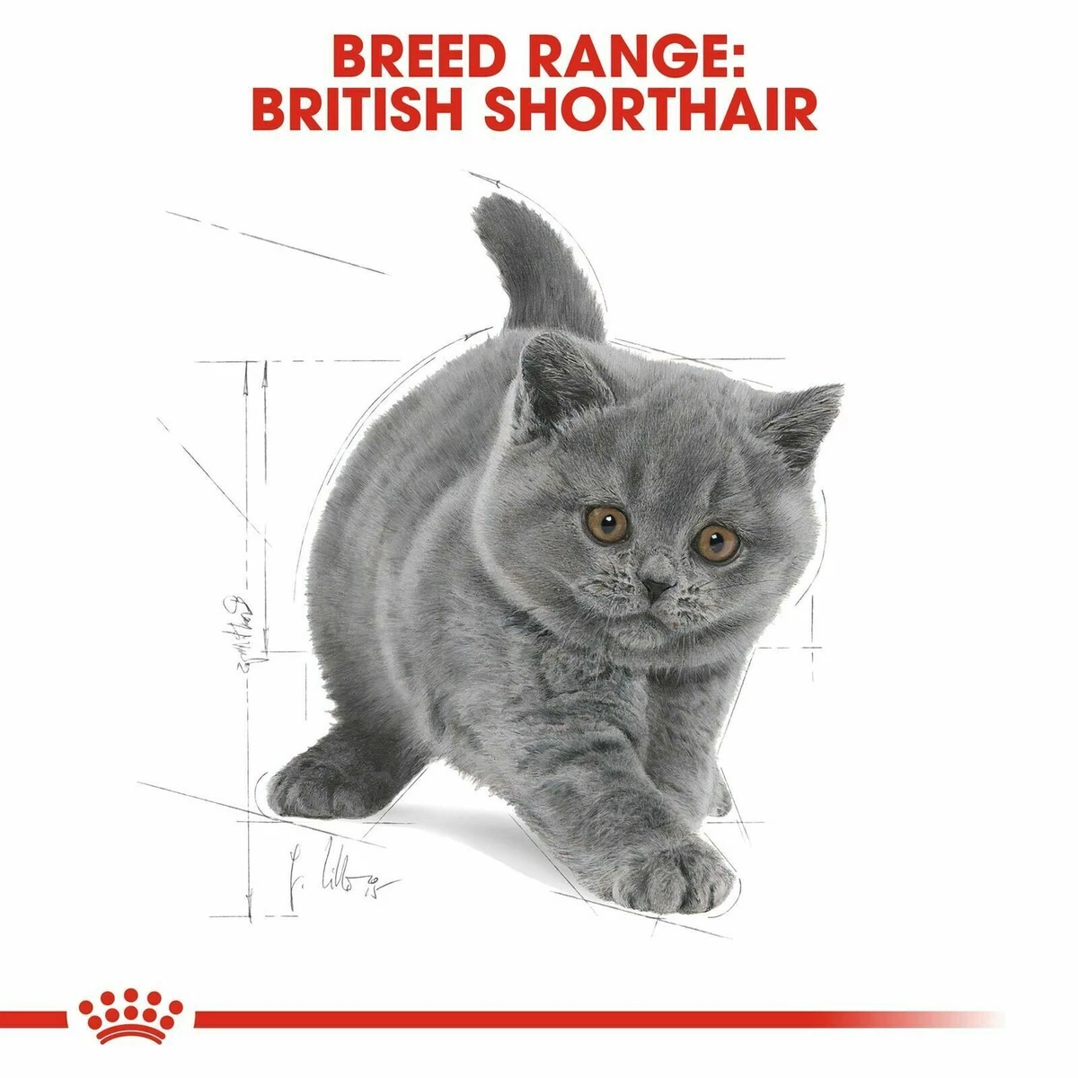 Royal canin exotic hot sale shorthair