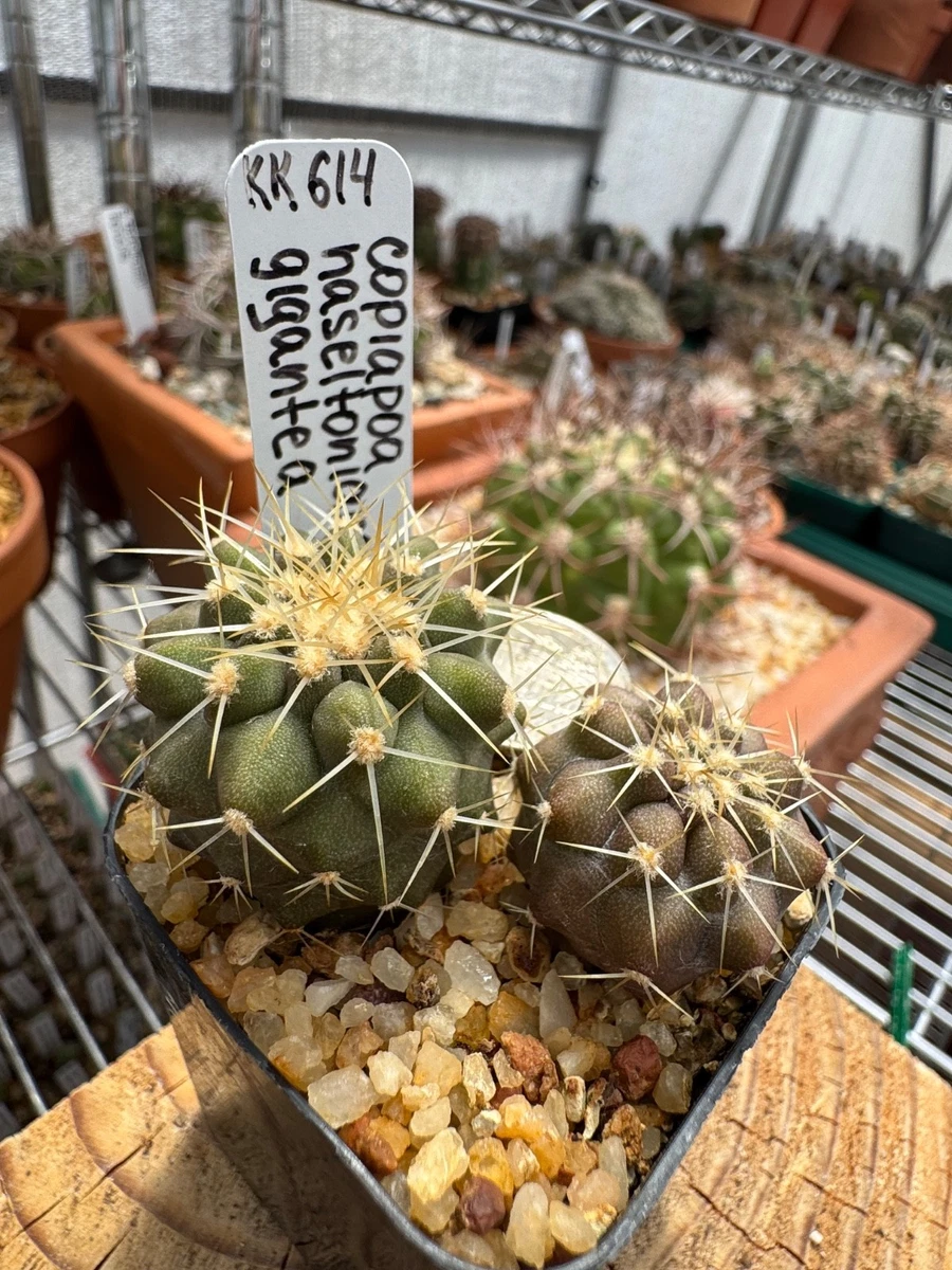Cactus Copiapoa Cactis&Succulents for sale | eBay