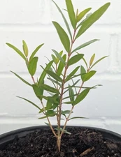 Pomegranate Fruit Tree - Punica Granatum -  Rooted Seedling (approx. 6-12 inches