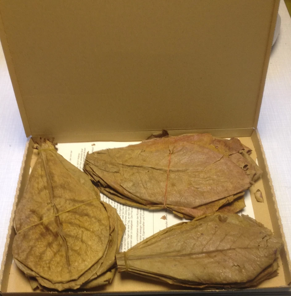 ~50 Stück (=100 Gramm) 20-25cm - Seemandelbaumblätter Catappa Leaves TopQualität - Bild 1 von 1