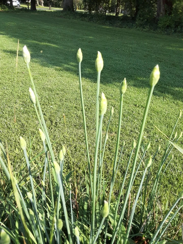 250+ Garlic Chive Seeds - MICHIGAN, USA GROWN! Organic, Heirloom, and non-GMO! - Image 3 of 4