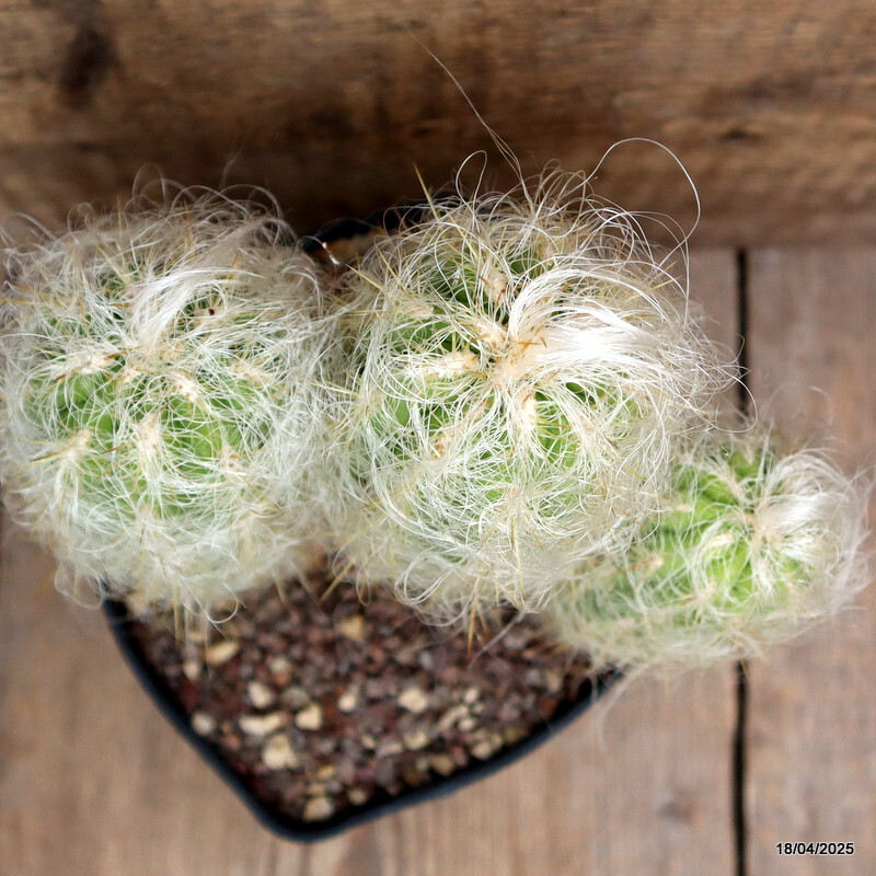 A7208 OREOCEREUS TROLLII TRICHOTOMIC pot12-H19-W16 cm MaMa Cactus