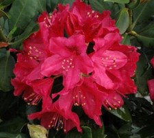 ( 1 ) - Nova Zembla Red Rhododendron - Starter