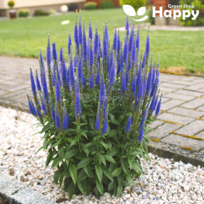 SPIKED SPEEDWELL - Veronica Spicata - 1200 seeds - Perennial
