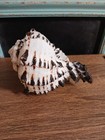 Black Murax Snail Shell approx. 5" Long and 3 1/2" tall, Stunning Colors — photo 5