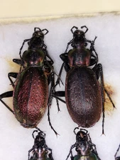 1Pair Carabus (Archiplectes) komarovi  ssp. vediensis, Carabidae,