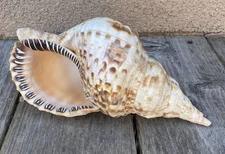 Triton Trumpet Seashell 9” X 5” For Home Decoration Specimen Fine Quality (sfb10