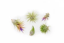 5 Pack Ionantha Air Plants - Wholesale/Bulk - Easy Care for Indoor/Outdoor Decor
