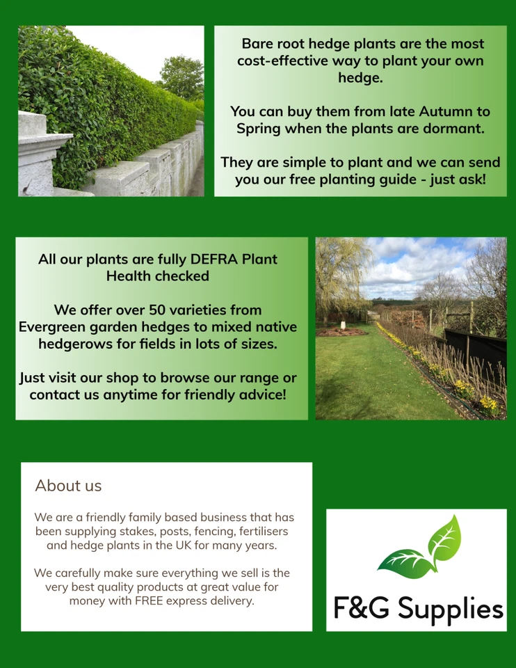 Hornbeam native semi-evergreen hedge plants bare root hedging good for damp soil - Image 4 of 4