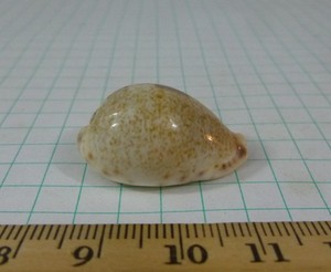 Cypraea pyriformis, 28.5mm F++/F+++, Philippines