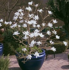 Magnolie Stecklinge weiße Sternmagnolie winterharte Pflanzen für den Garten