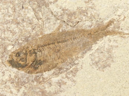 50 Million Year Old Knightia FRY FISH Fossil 100% Natural Wyoming 260gr