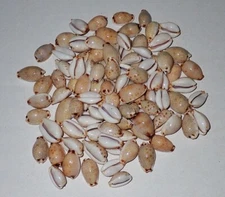 12-20 mm 100 Pcs Cypraea Gangranosa Cowrie Seashell #AZ1 Phi-Phi Island Phuket