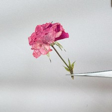 12PCS real dried side Pressed rose head with leaves and stem, Pink Red mix FHT34