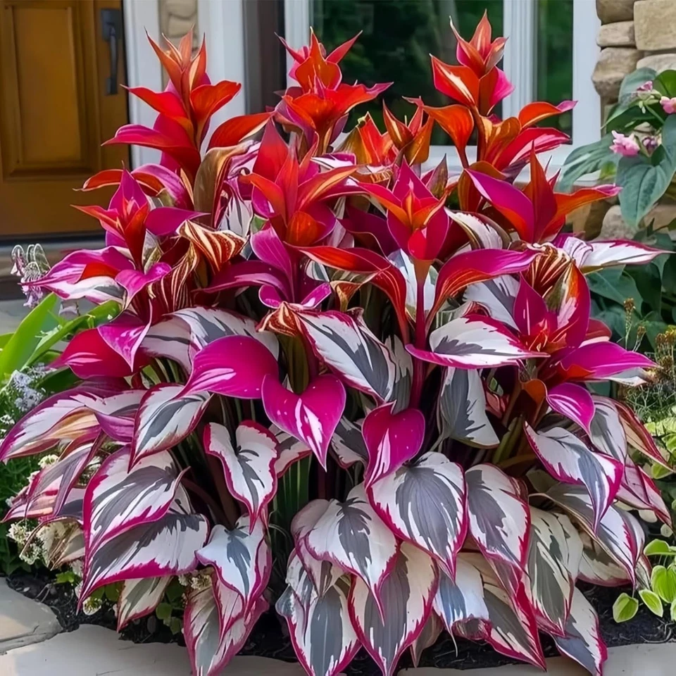 200pcs Mixed Hosta Seeds for Planting Colorful Hosta Plant Seeds Perennial - Image 4 of 4