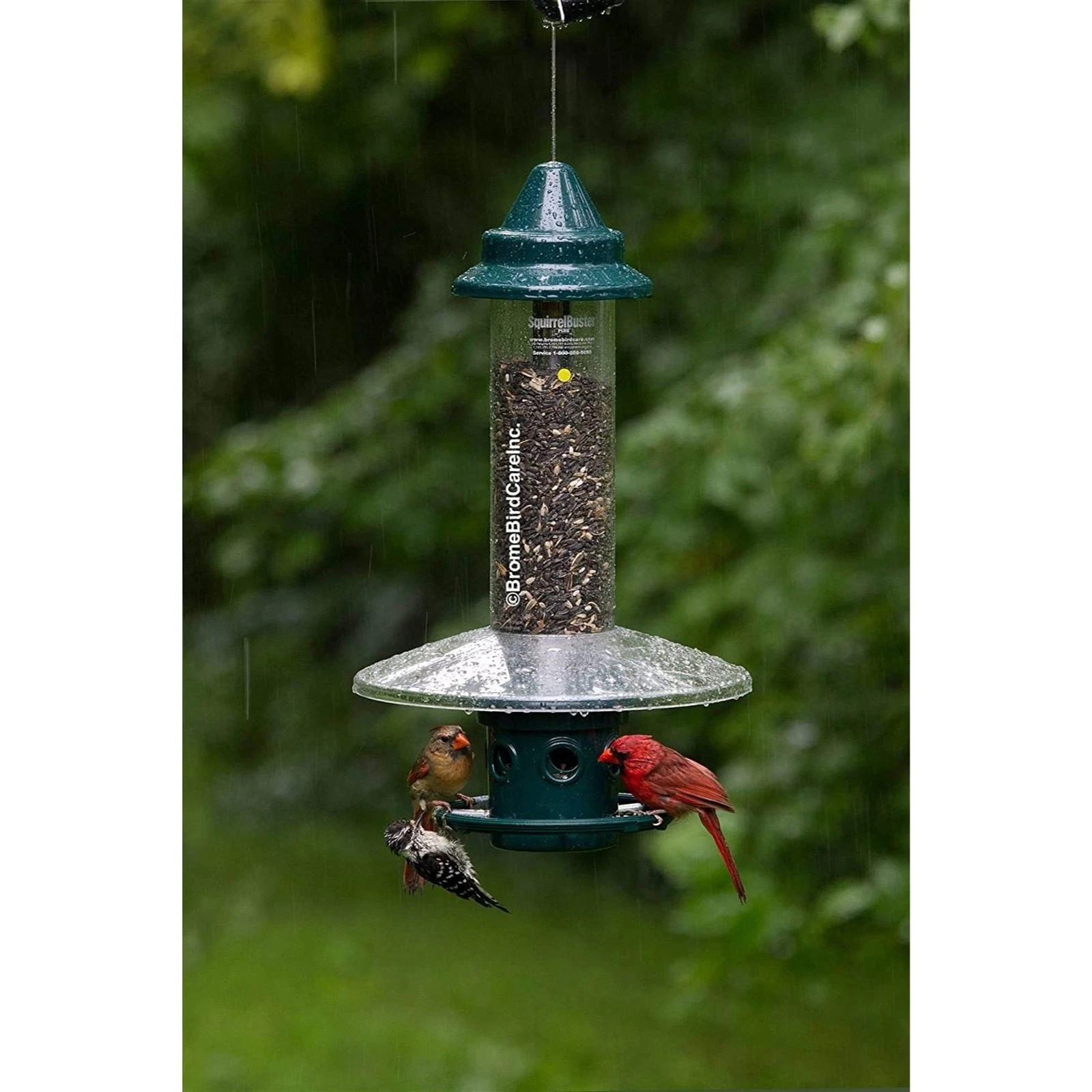 (feeder Not Included)