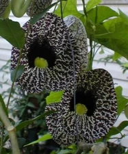 Aristolochia elegans | Elegant Dutchmans Pipe | Calico Flower | 50_Seeds