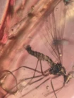 Mecoptera scorpion fly Burmite Myanmar Burmese Amber insect fossil dinosaur age