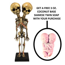 Aged Deluxe Double Head Siamese Twin Skeleton Medical Model Specimen Oddity