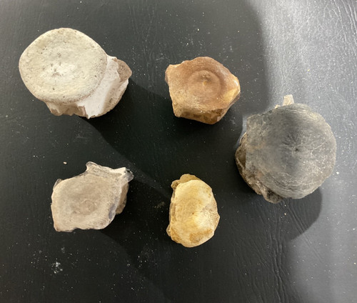 fossilized whale vertebrae set of 5