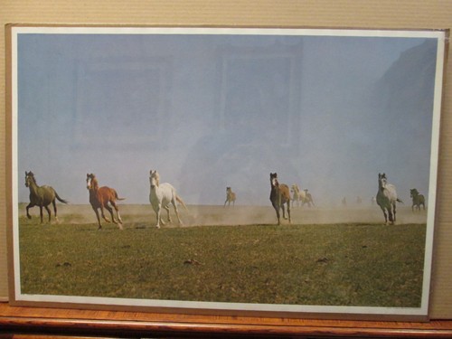 Vintage 1975 Wild Mustangs running original animal poster 9870